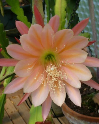 (image for) Epiphyllum Orchid Cactus \'King Midas\' x 5 Seeds